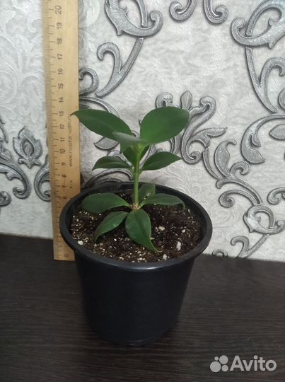 Эсхинантус