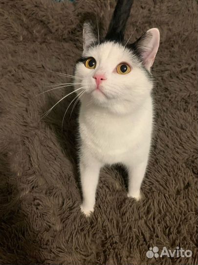 Котик Матвей ищет дом и любящих хозяев