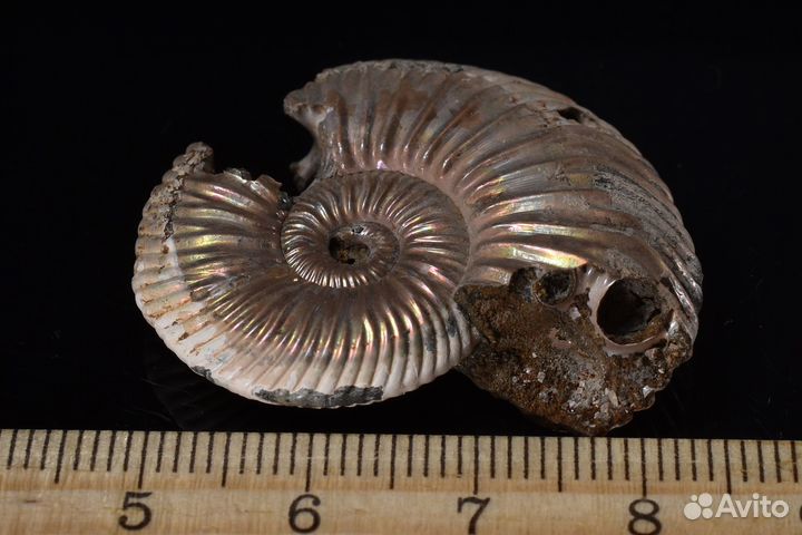 Аммонит. Лот №942