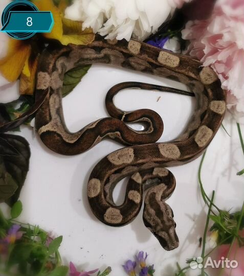 Императорский удав (Boa constrictor imperator)