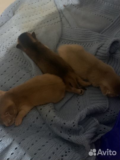 Абиссинские котята