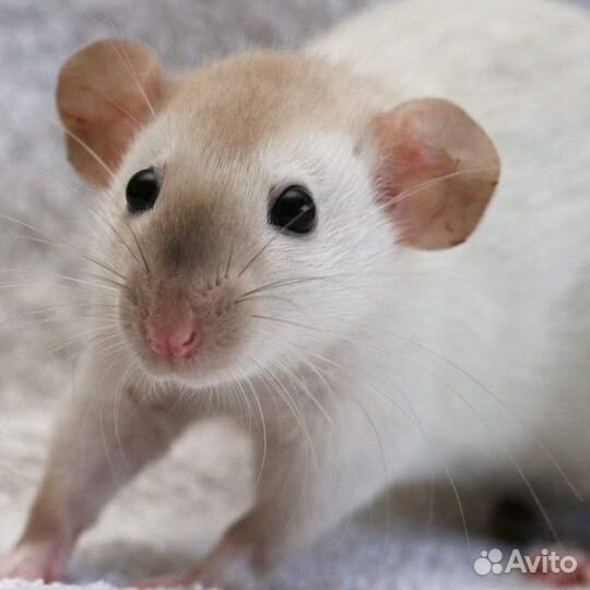 Крыса дамбо