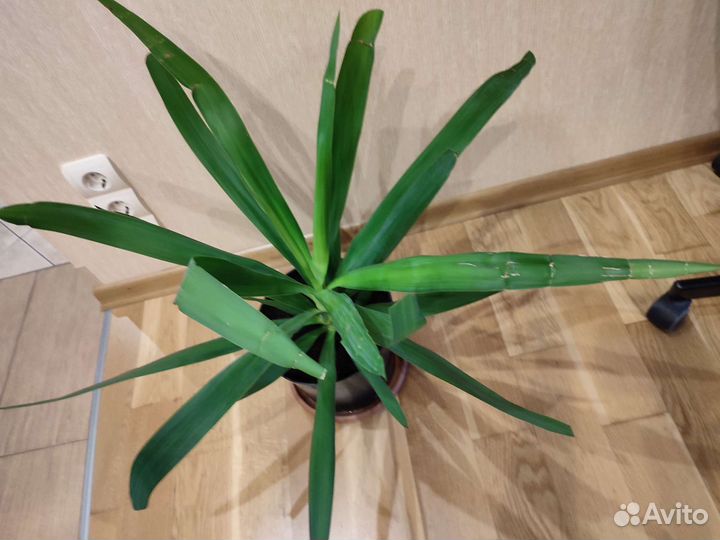 Пальма юкка