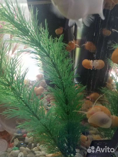 Улитка аквариумная ампулярия