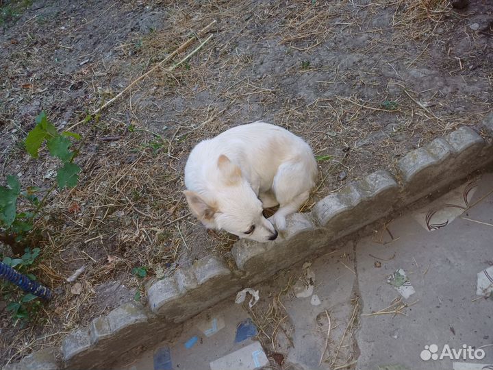 Отдам в добрые руки, осталось трое щенят