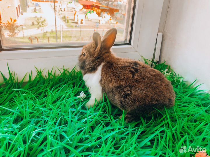 Вислоухий карликовый кролик - супер мини