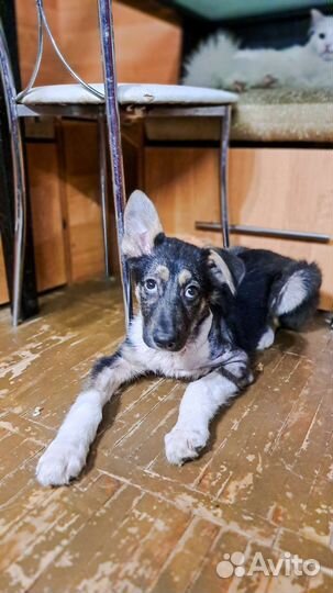 Щенок в добрые руки