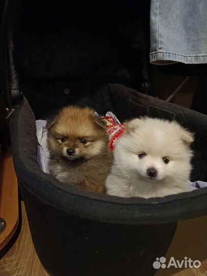 Щенки шпица