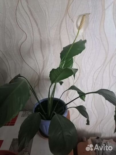 Замиокулькас