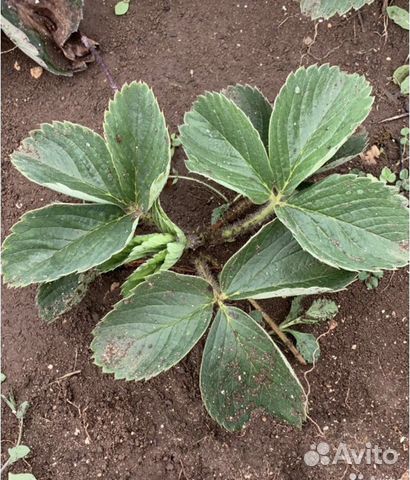 Принимаю заказы на рассаду клубники на осень