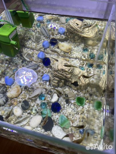 Рыбки гуппи