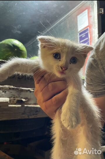 Котенок в добрые руки