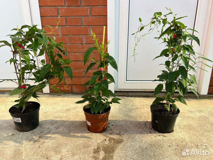 Саженцы актинидии