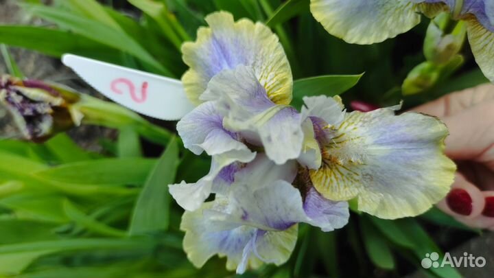 Ирисы карликовые