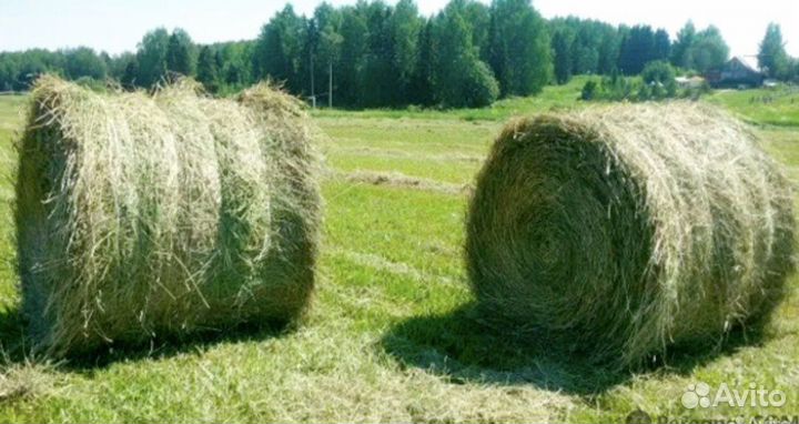 Продам сено в рулонах 2023