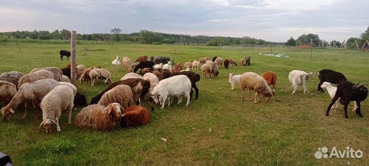 Продаются овцы