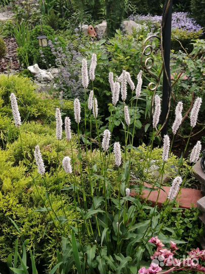 Растения для вашего сада