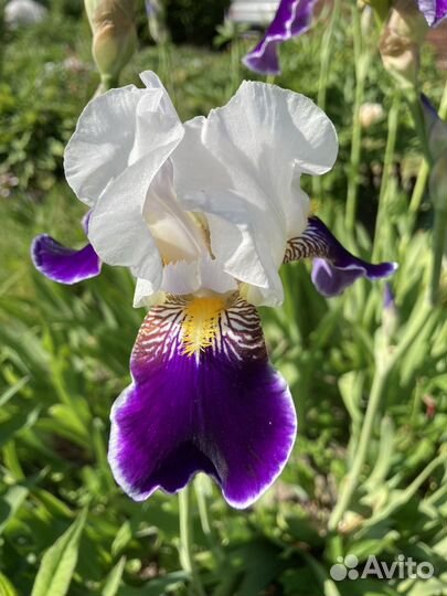 Ирисы бородатые