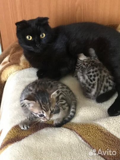 Кошка в дар