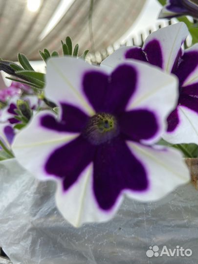 Петунья ампельная,вегетативная