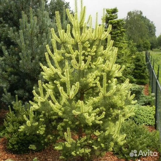 Сосна Канделайт