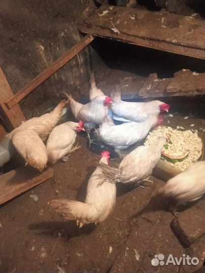 Куры молодки