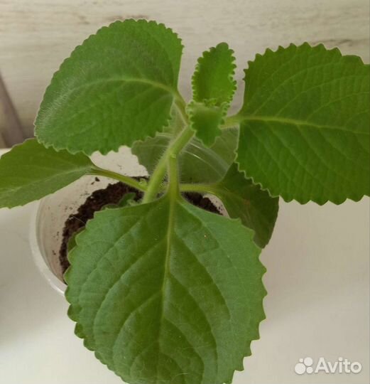 Мелисса домашняя