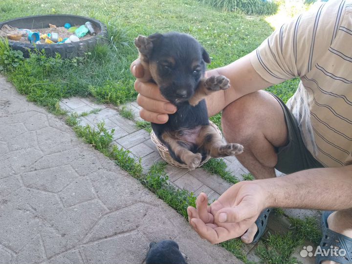 Щенок в добрые руки