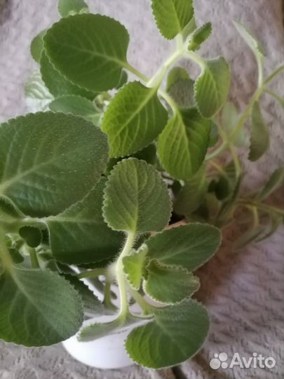 Комнатная мята плектрантус