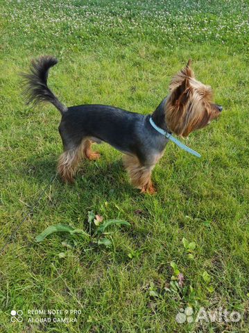 Передержка собак и щенков ЖК Московский. Зоо няня