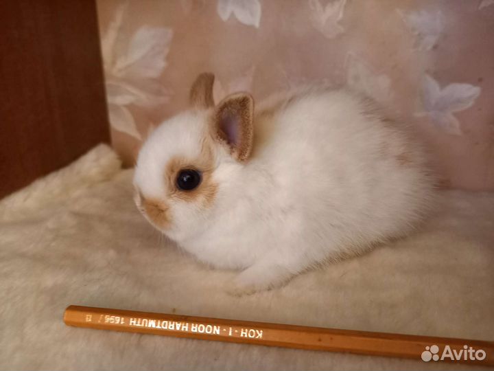 Карликовый кролик