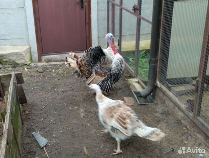 Яйцо домашние индюшки для инкубации