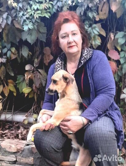 Собака в добрые руки