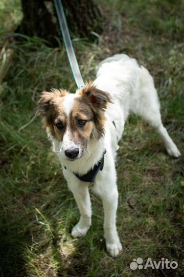 Красавчик - щенок ждёт вас в приюте