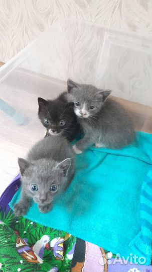 Отдам котят в добрые руки