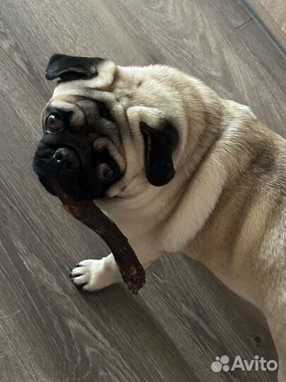 Мопс вязка мальчик