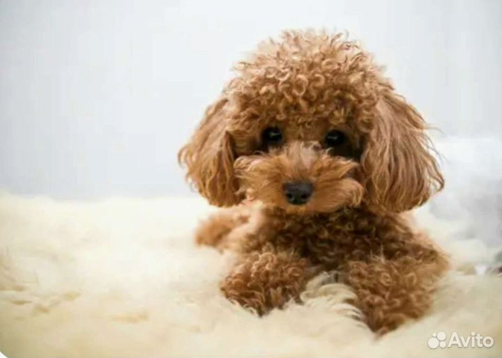 Той-пудель девочка