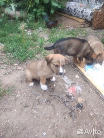 Щенки