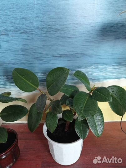 Фикус каучуконосный, бенджамин