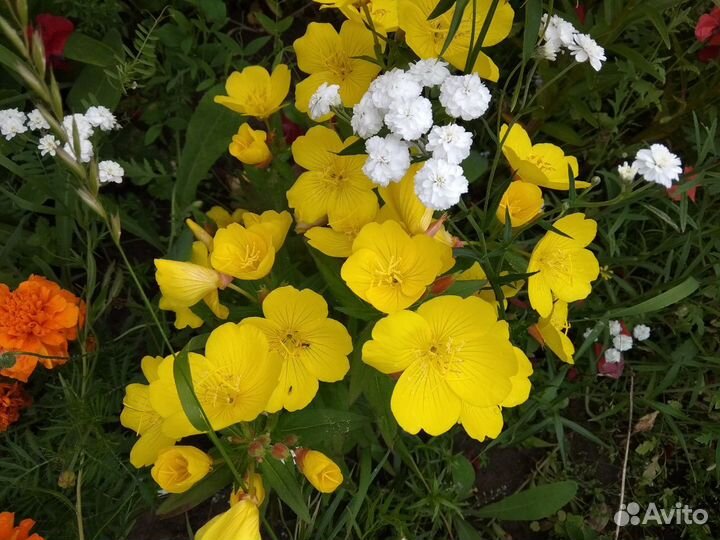 Цветы многолетние