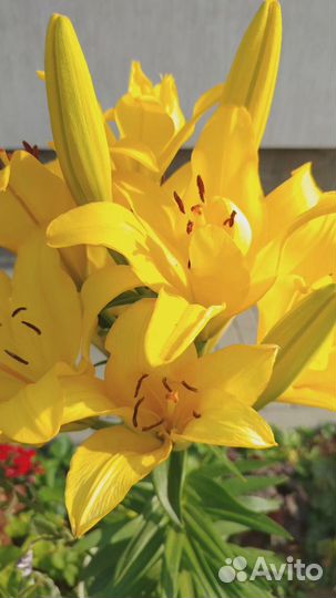 Лилия, перилла, астильба, вариегаты