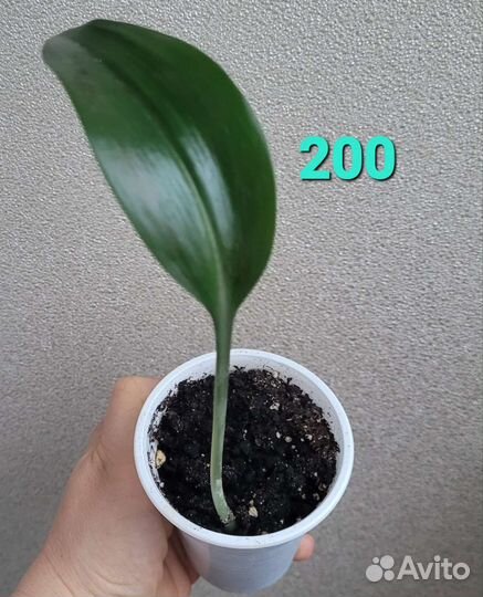 Эухарис амазонская лилия