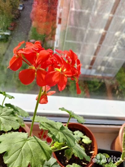 Герань пеларгония