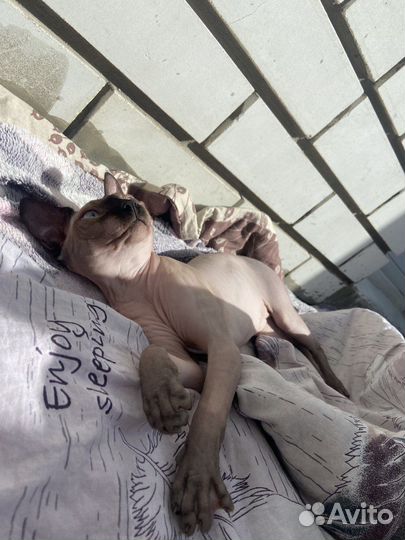 Канадский сфинкс вязка