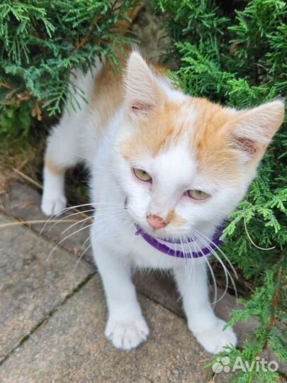 Котенок рыжик ищет дом