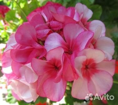 Герань зональная доставка