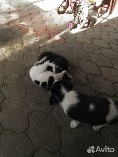 Отдам щенков в добрые руки бесплатно