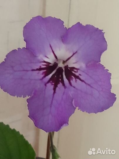 Стрептокарпусы