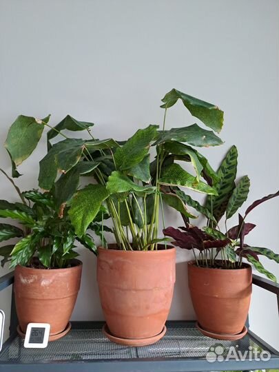 Калатеи и маранты