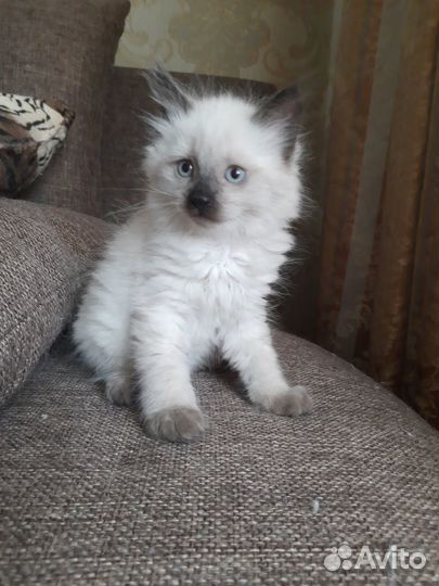 Котята невские маскарадные